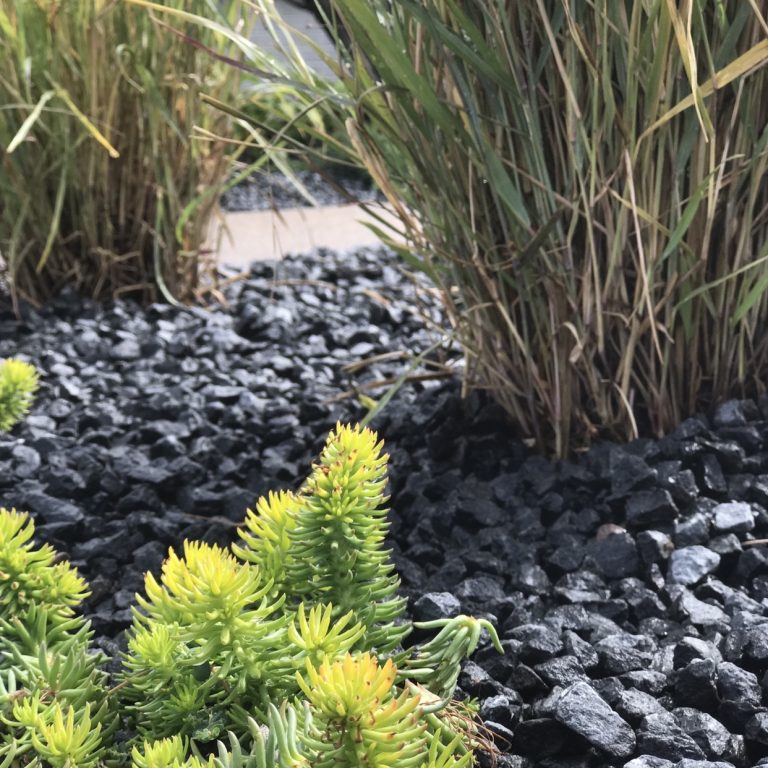 Garden Plants