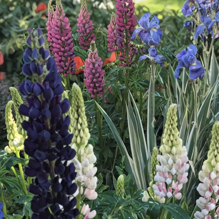 Beautiful plants for garden