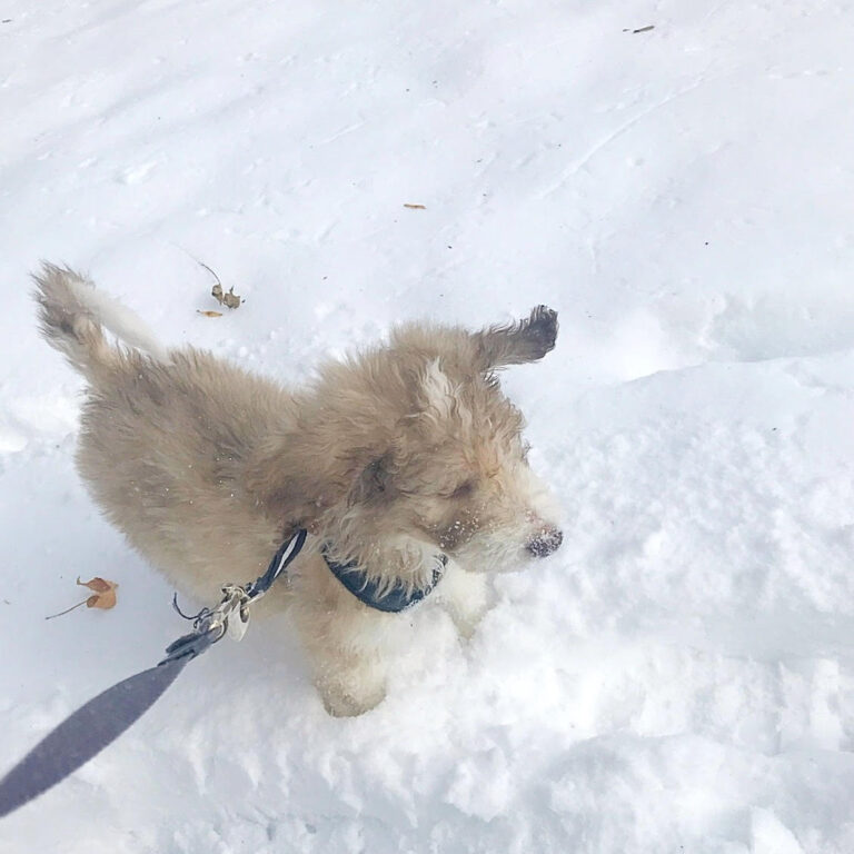 Puppy walking on snow