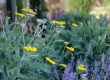 Airbnb landscaping