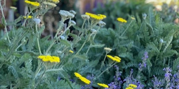 Airbnb landscaping Airbnb landscaping