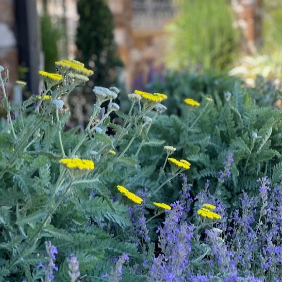 Airbnb landscaping